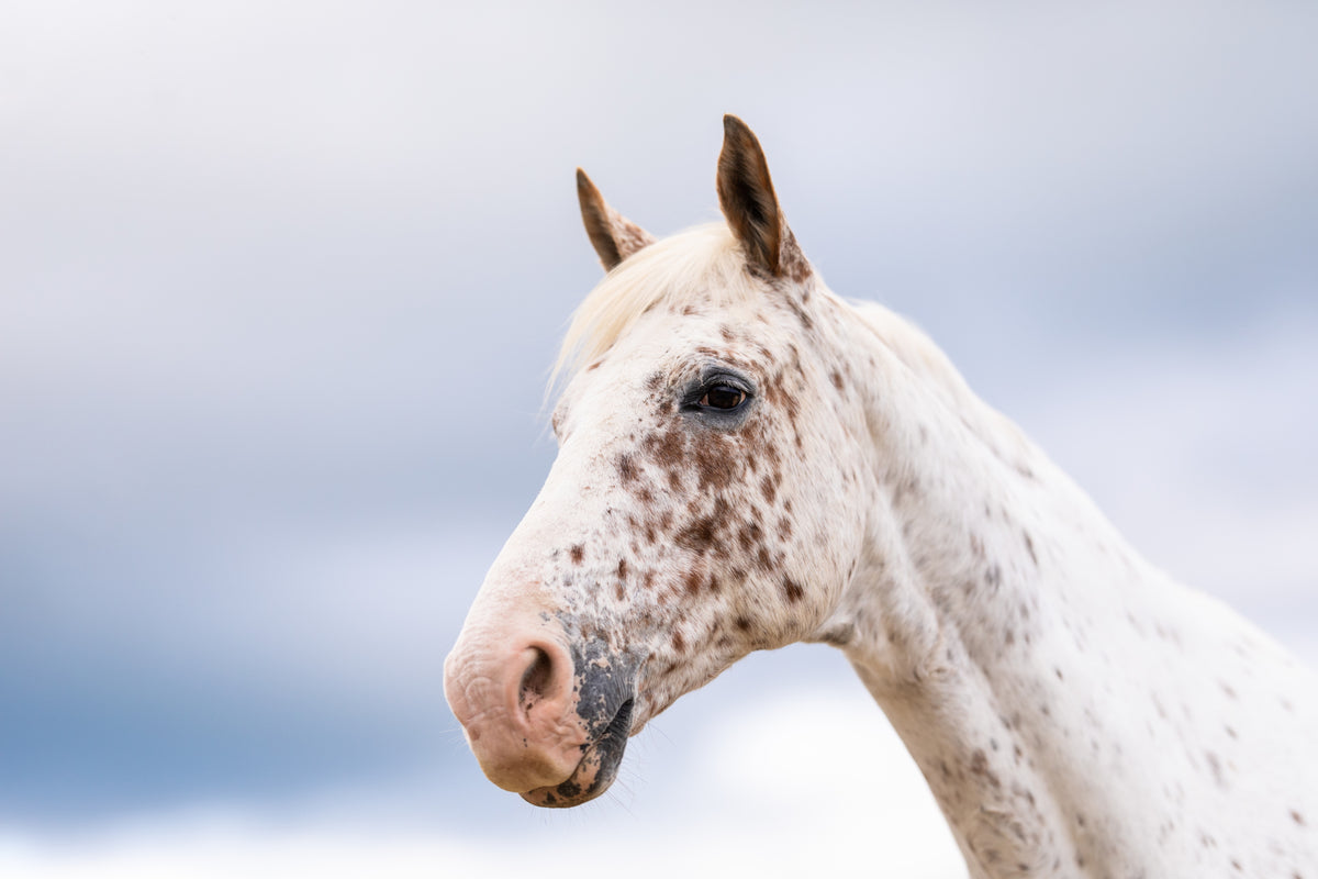 Use of Poseidon's Equine range as a Veterinarian Poseidon Animal