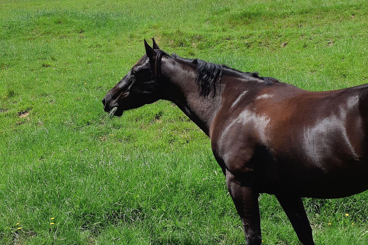 Help your fat horse lose weight safely. Equine Nutrition Article