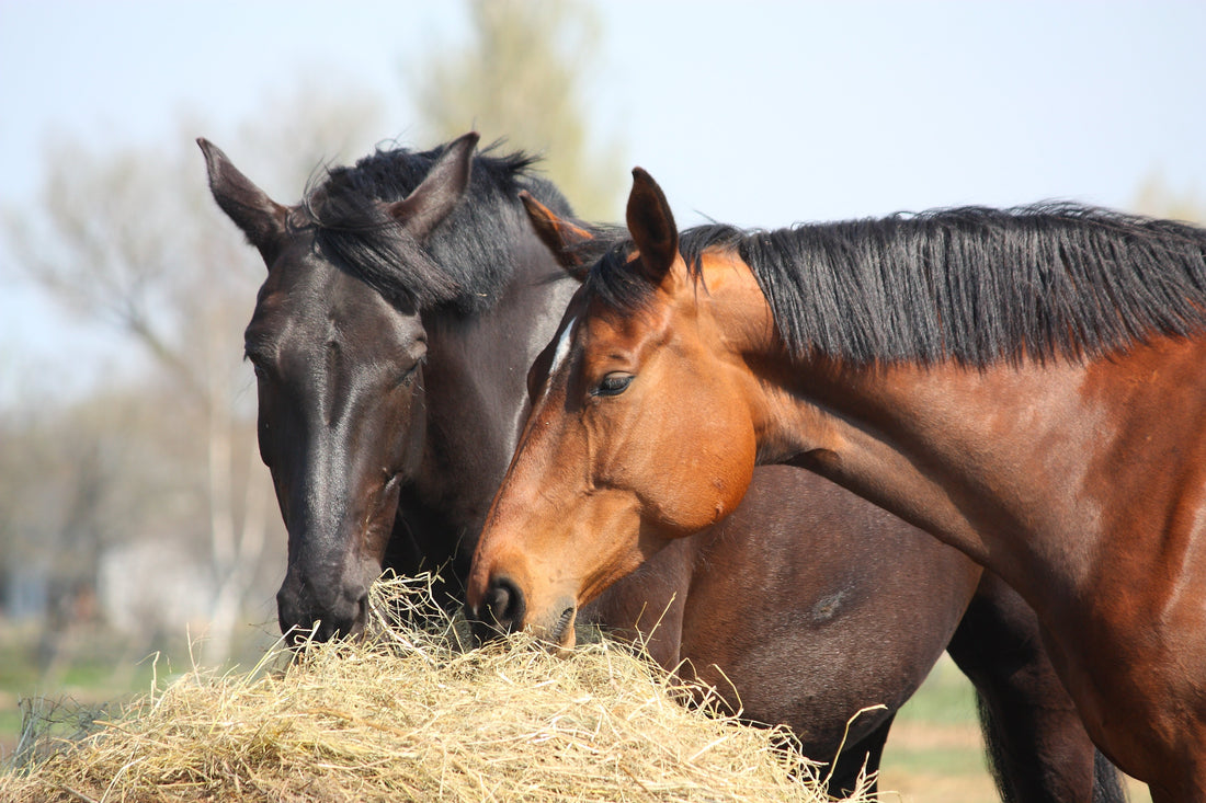 The Comprehensive Guide to Hay for New Zealand Horses