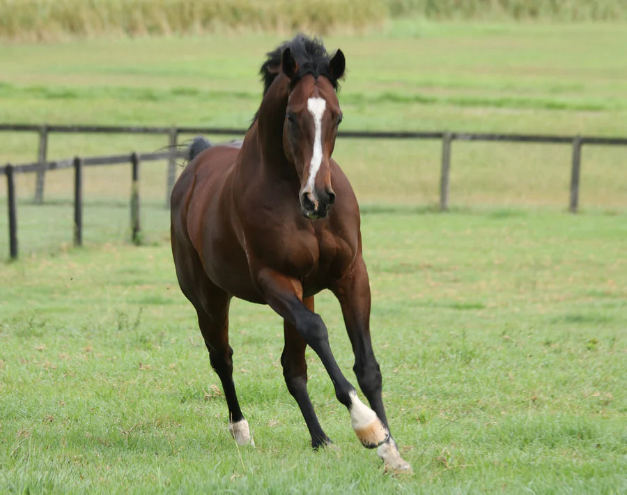 3 Times you should Review your Horse's Diet, and Why