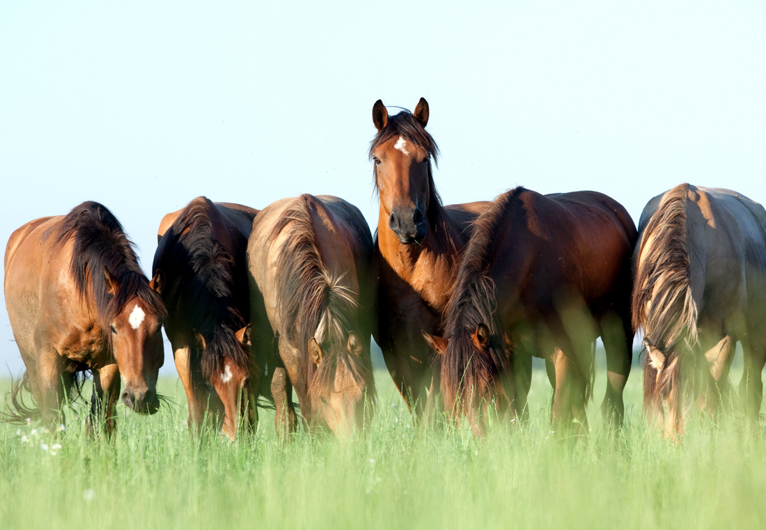 How to feed to help prevent Colic in Horses