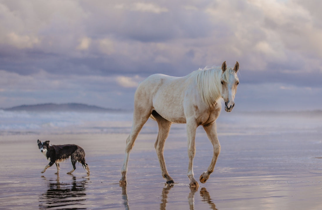 3 Things You'll Wish You'd Learned in Vet School