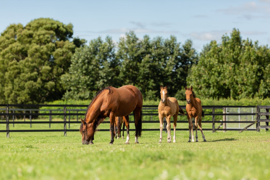 Equine supplements, backed by the power of scientific research