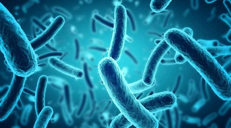 Gut Health. What Is It And Why Is It So Important?