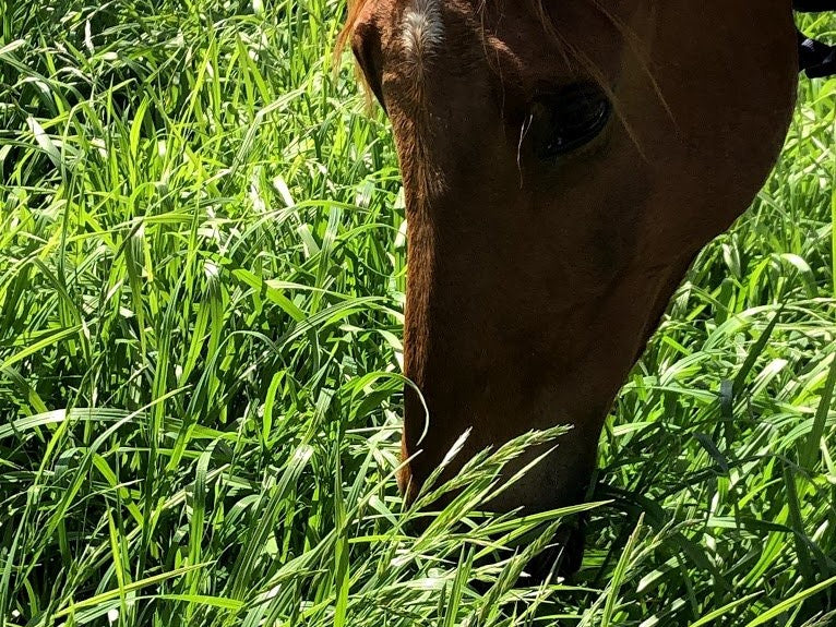 Do Digestive EQ & HP provide enough calcium if my horse is grazing kikuyu?
