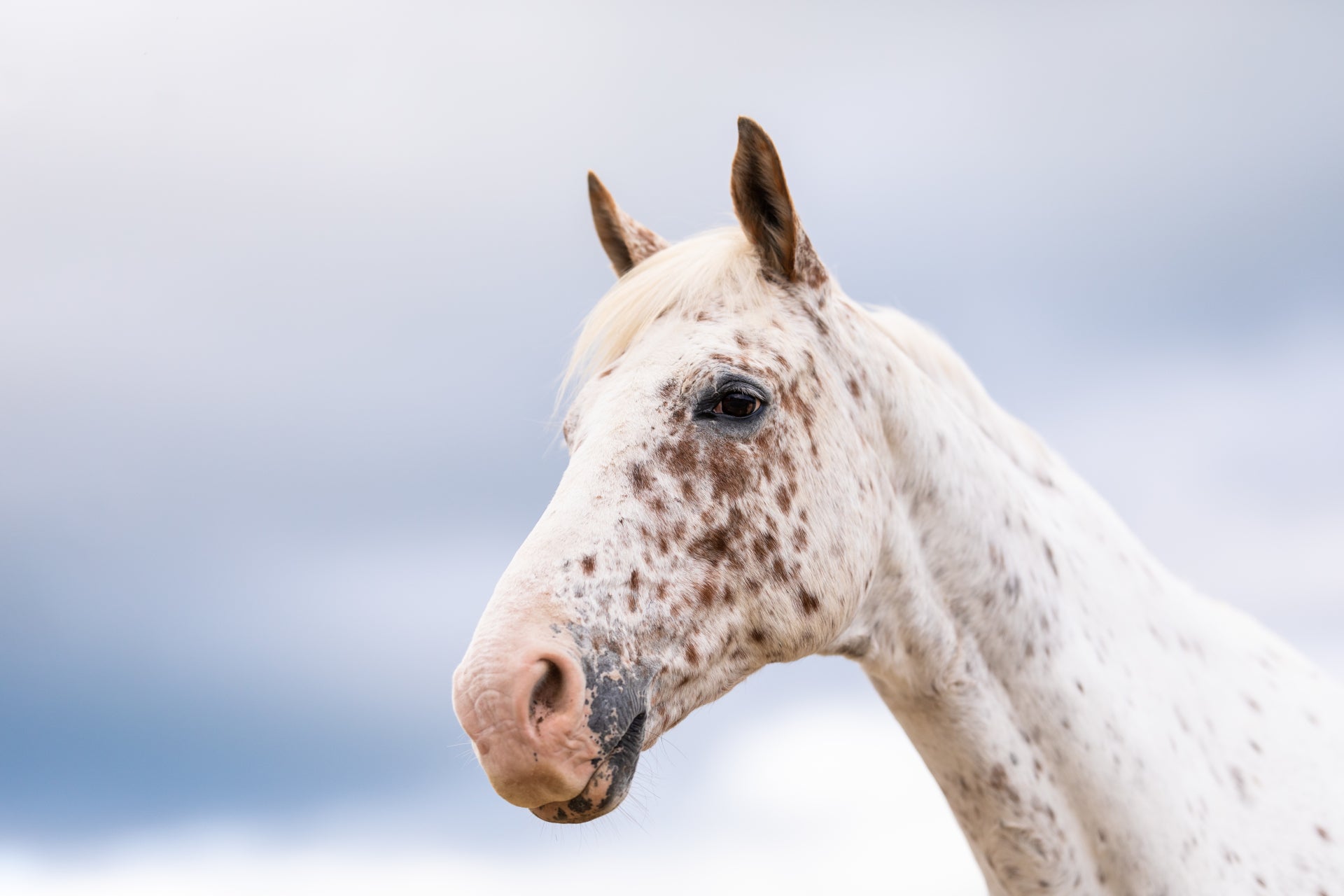 Use of Poseidon's Equine range as a Veterinarian