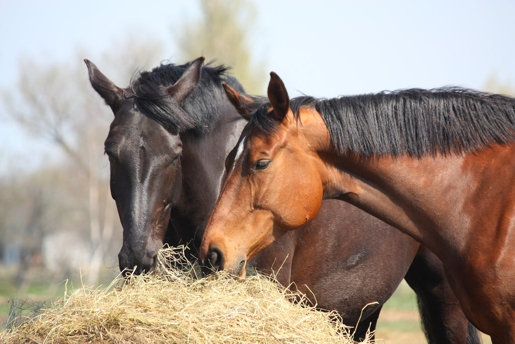 The Comprehensive Guide to Hay for New Zealand Horses
