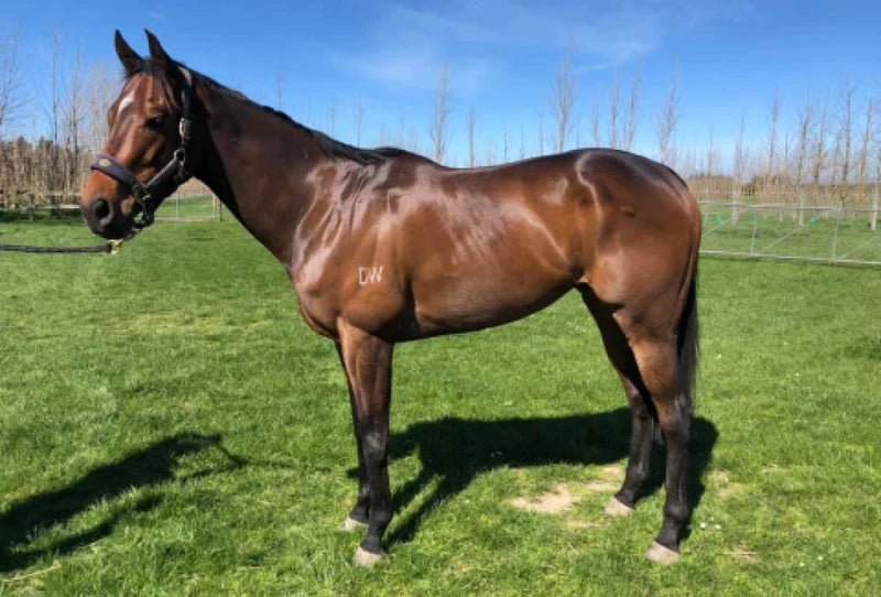 5 tips for retraining the OTTB from a gut health perspective - Poseidon Animal Health NZ