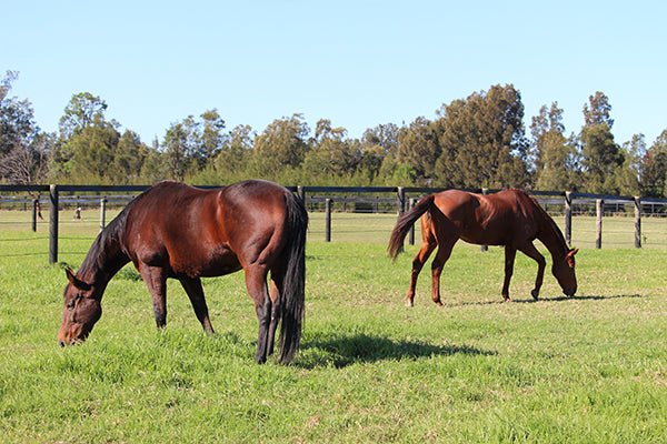 Gut Health Problems are the second leading cause of death in horses - Poseidon Animal Health NZ