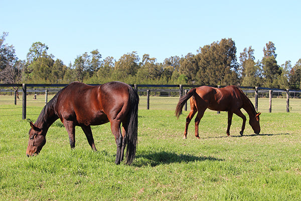 Gut Health Problems are the second leading cause of death in horses