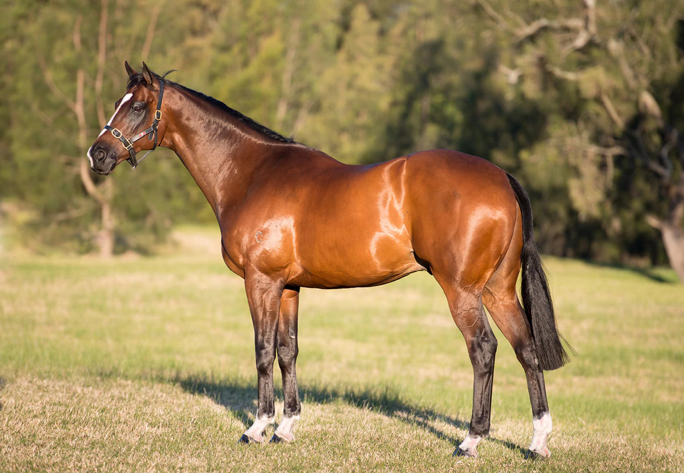 Why do we fast our horses before scoping?