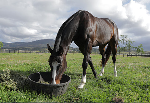 Avoiding 3 Common Horse Gut Health Problems in Winter