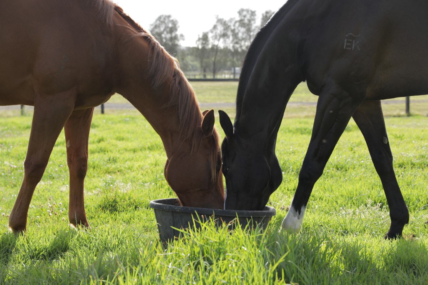 Social Distancing - The Perfect Time To Work On Getting Your Horse's Gut Health Right! - Poseidon Animal Health NZ