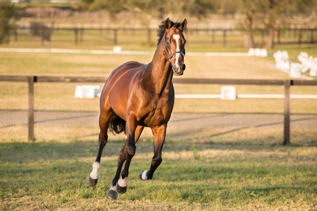 Will Digestive VM be right for my horse? - Poseidon Animal Health NZ
