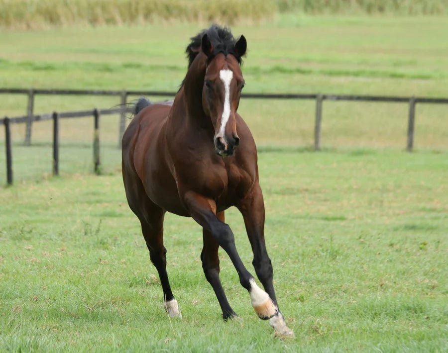 3 Times you should Review your Horse's Diet, and Why - Poseidon Animal Health NZ
