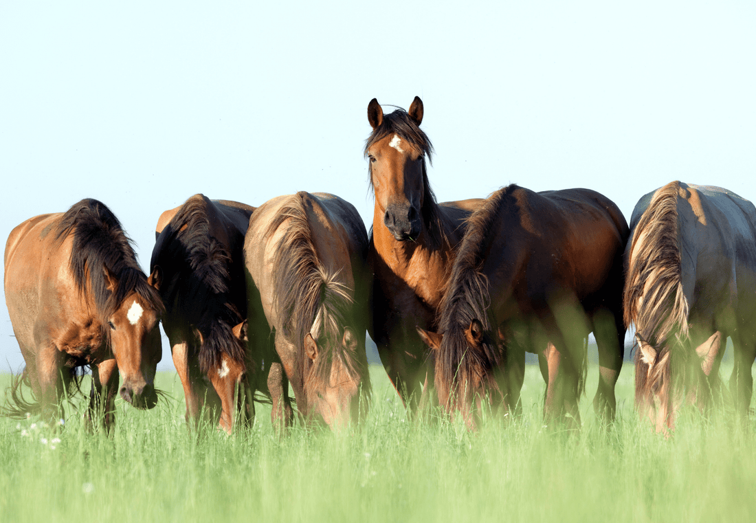 How to feed to help prevent Colic in Horses - Poseidon Animal Health NZ
