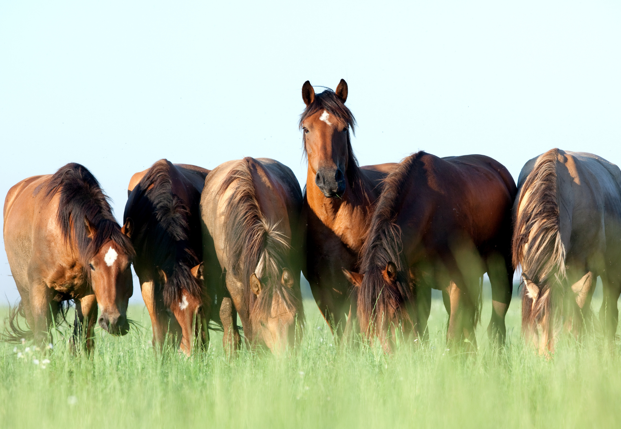 How to feed to help prevent Colic in Horses