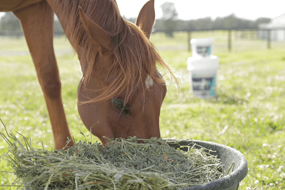 Winter feeding: Supporting your horse's health in winter - Poseidon Animal Health NZ