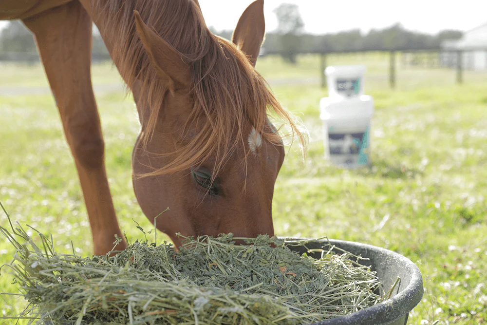 Winter feeding: Supporting your horse's health in winter