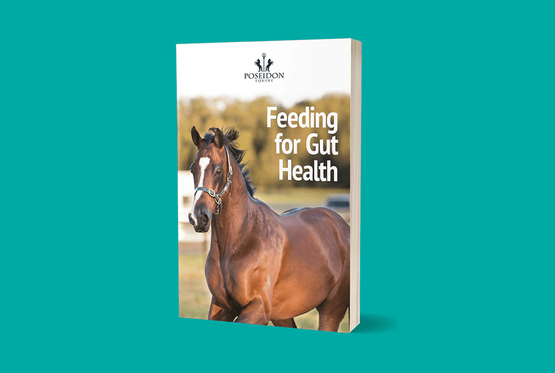 Feeding your horse for gut health - Poseidon Animal Health NZ
