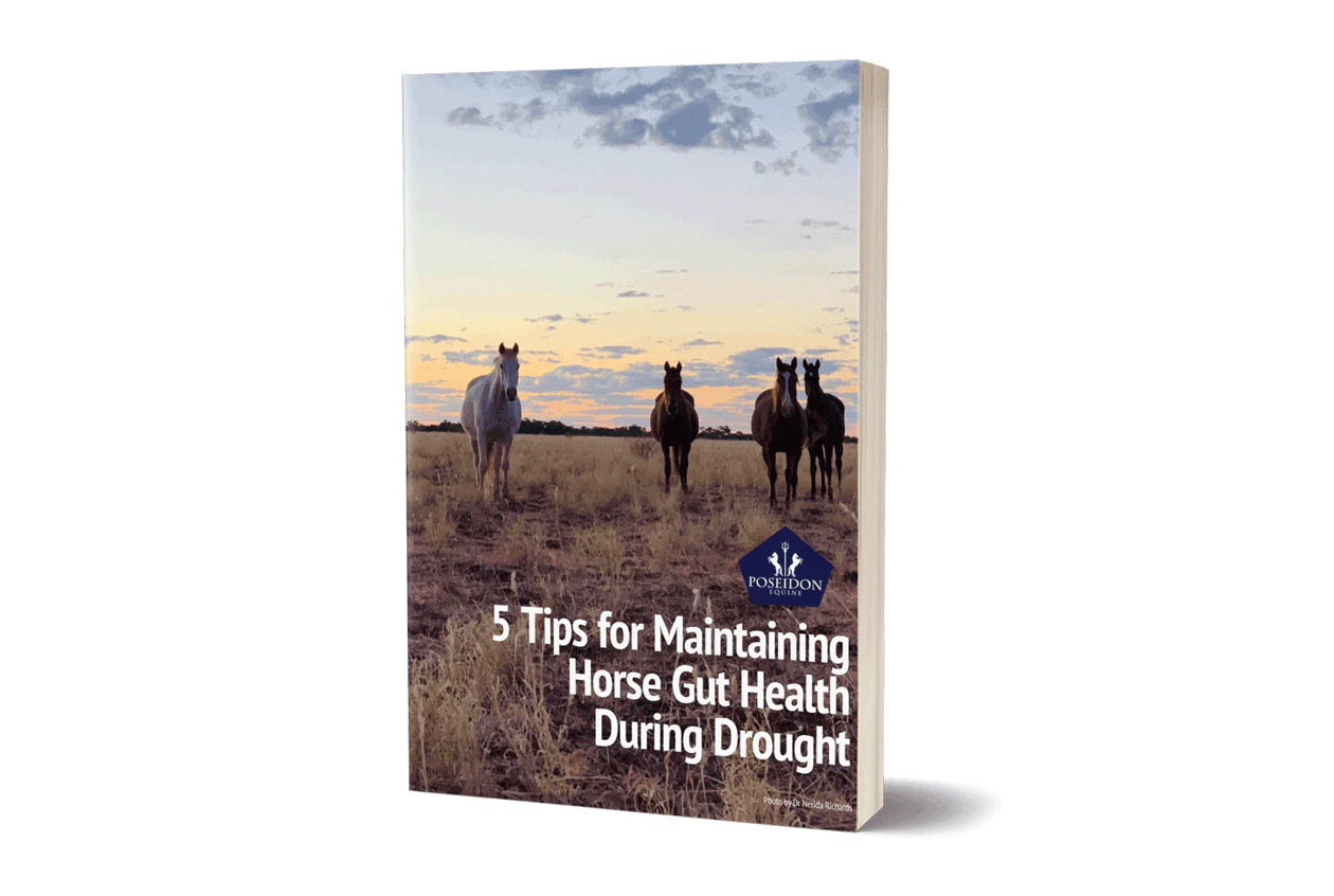 5 Ways to maintain your horse's gut health in a drought