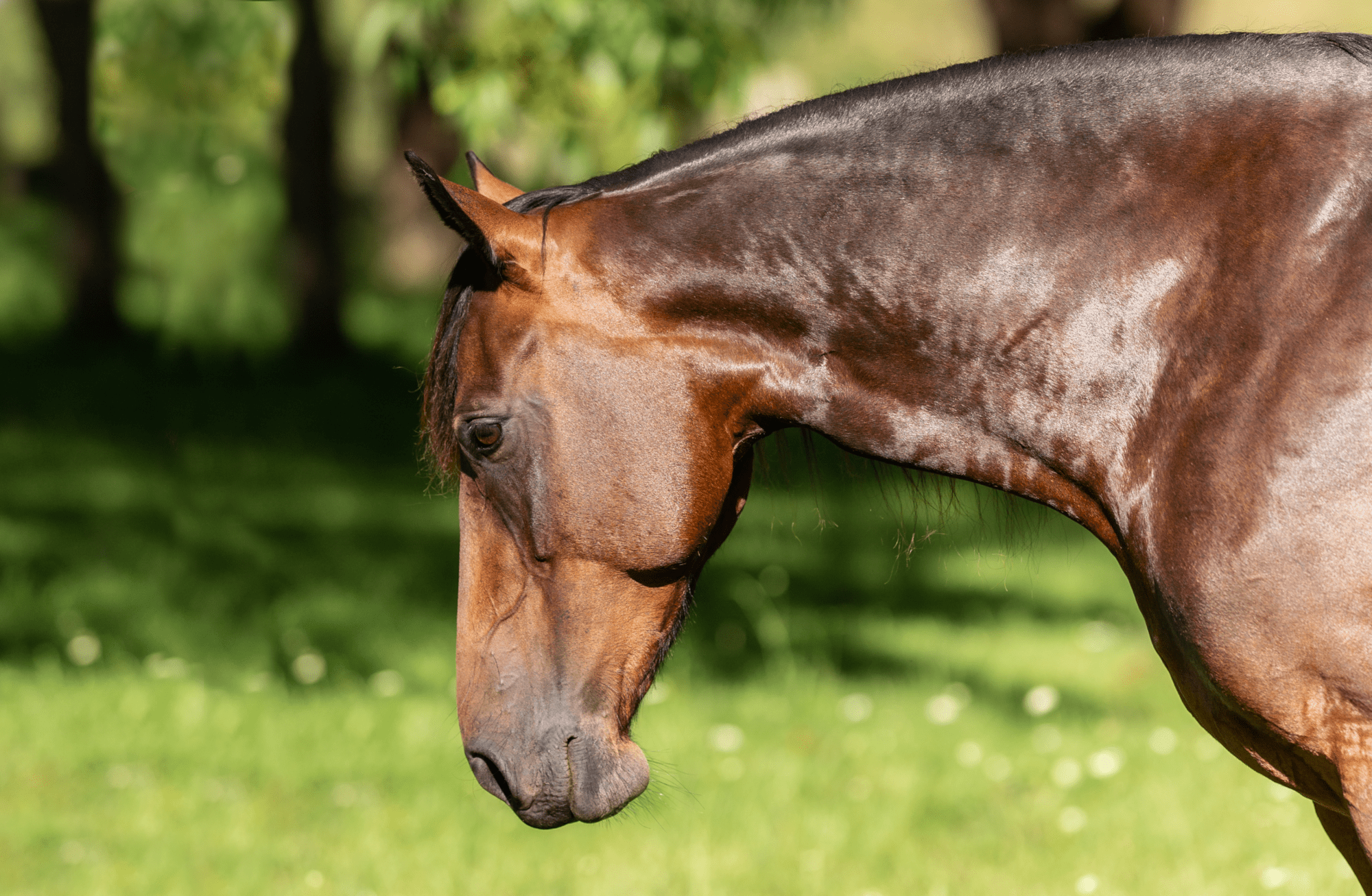 Feeding your horse for recovery after floods and natural disasters - Poseidon Animal Health NZ