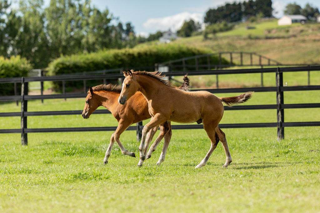 How to help your foal have good gut health