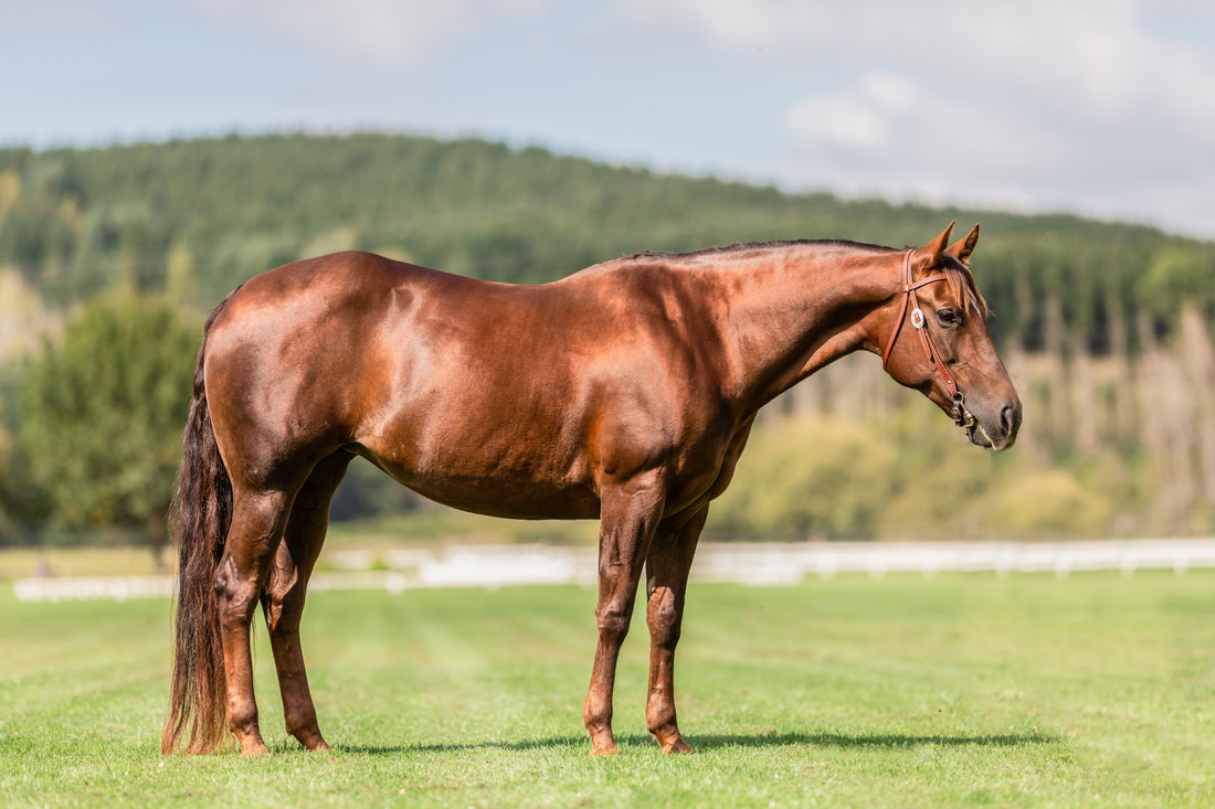 Help - my horse is Grass Affected!