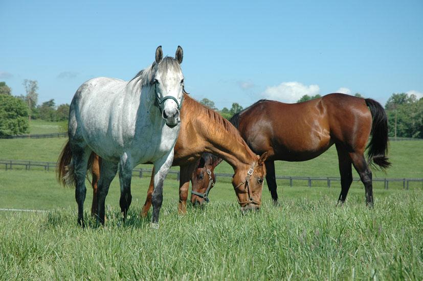 Is The Flush of Spring Grass Affecting Your Horse’s Behaviour?
