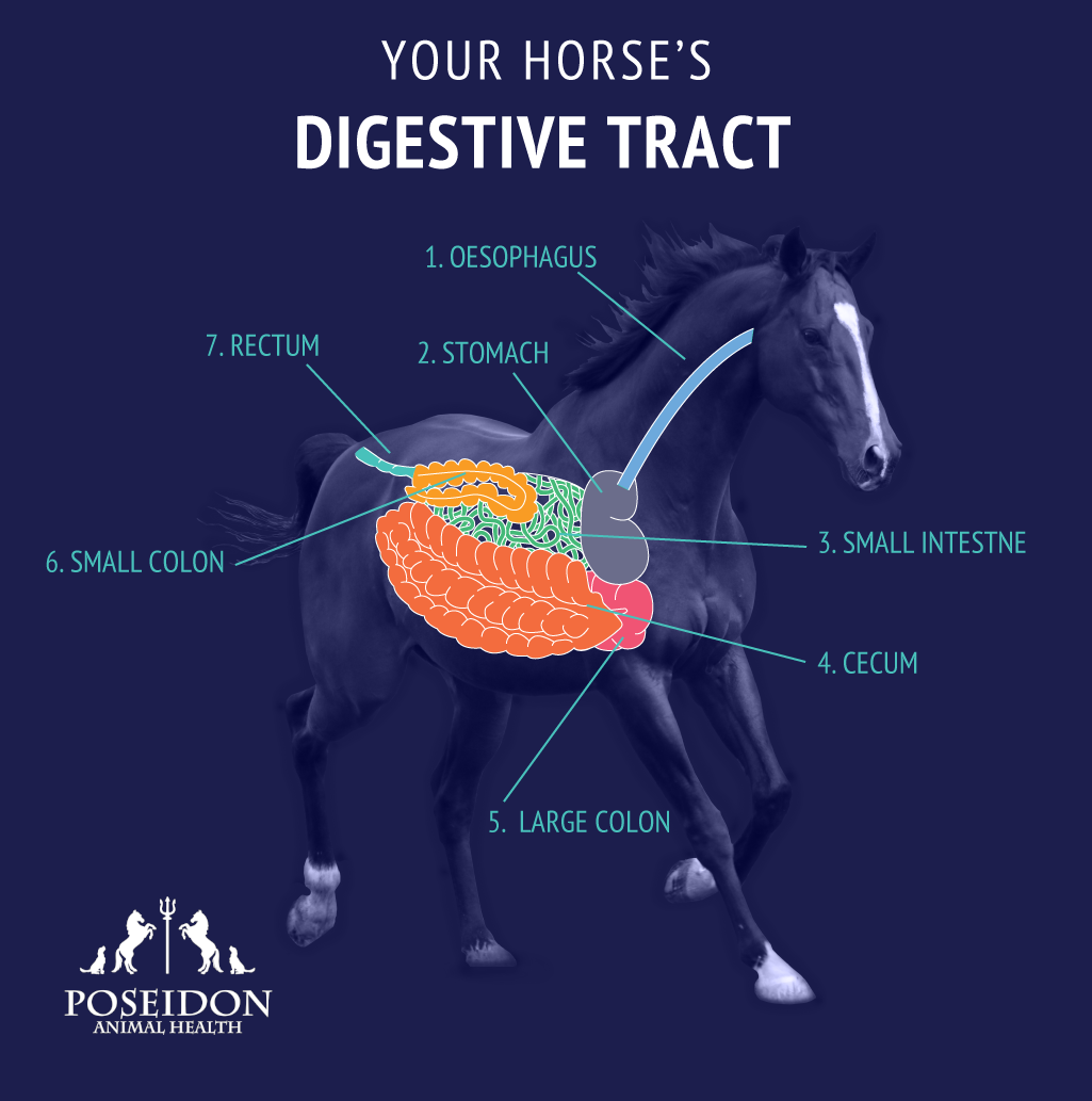 Horse Gut Health 5 Video Educational Series Poseidon Animal Health NZ