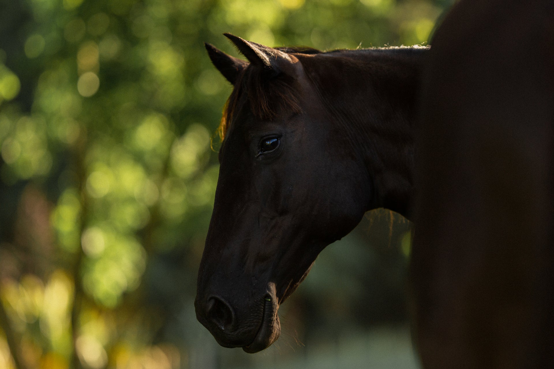 5 Warning Signs Your Horse May Be in Pain - And how to Help
