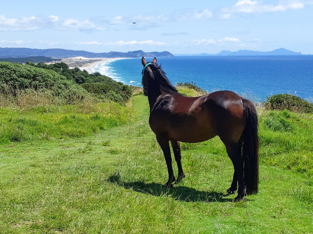 Why is Selenium a problem for Horses in NZ?