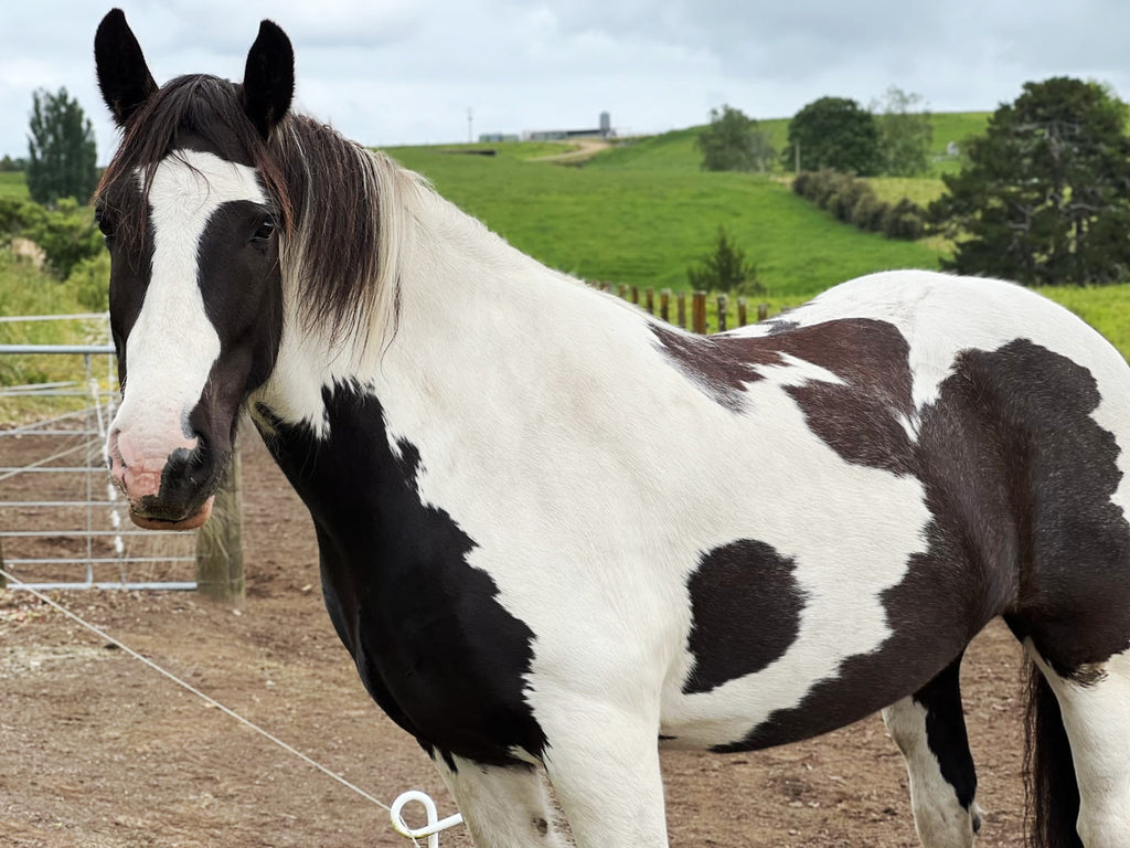 Lifesaving diet changes for a cresty & overweight Gypsy Cob