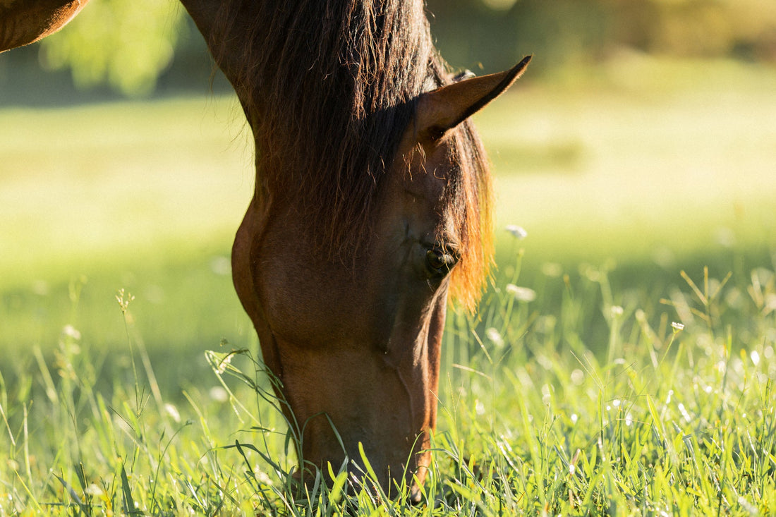 Three things everyone should know about NZ pasture - Poseidon Animal Health NZ