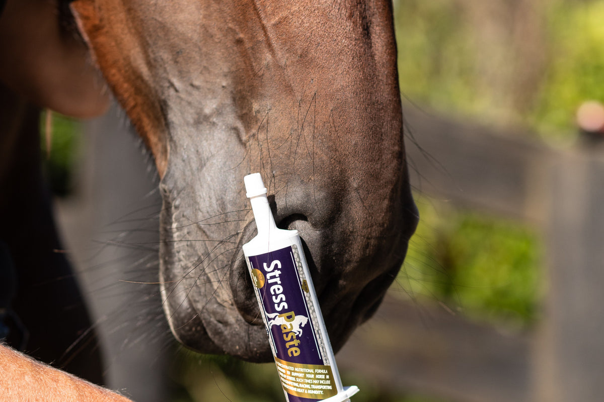 Our Community Shares their Tips on using Stress Paste for Horses
