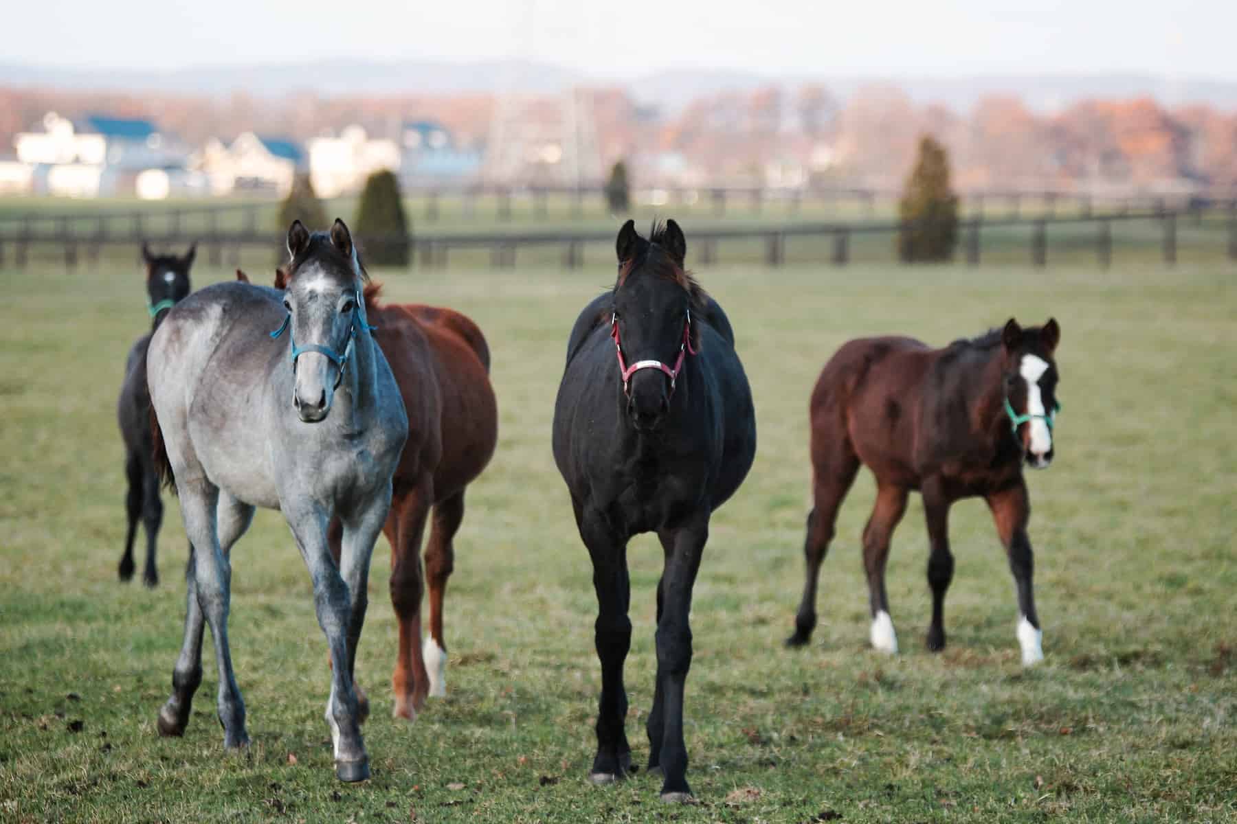 Weaning Is Likely The Most Stressful Event Of A Horses Life - Poseidon Animal Health NZ