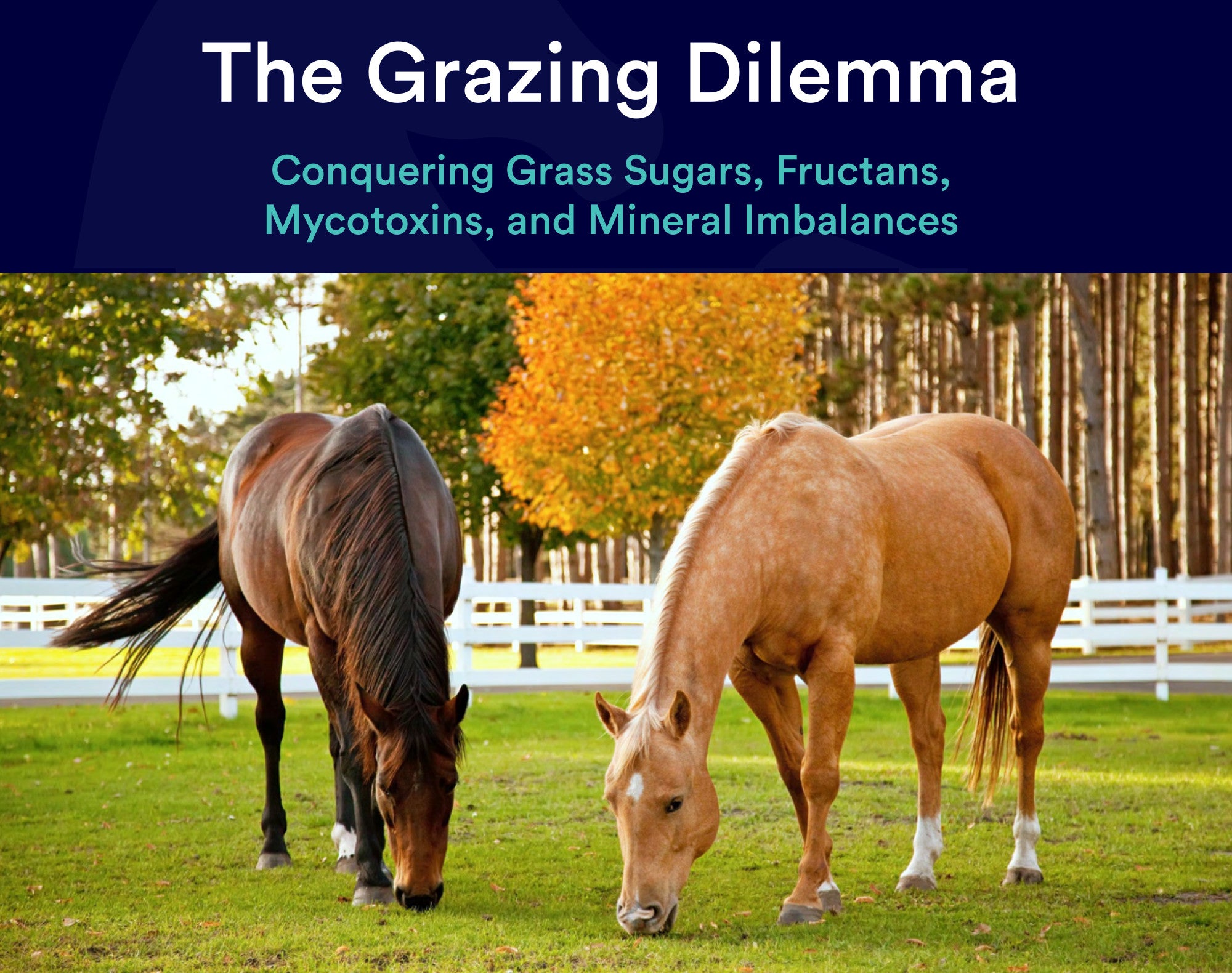 Free ebook - The Grazing Dilemma