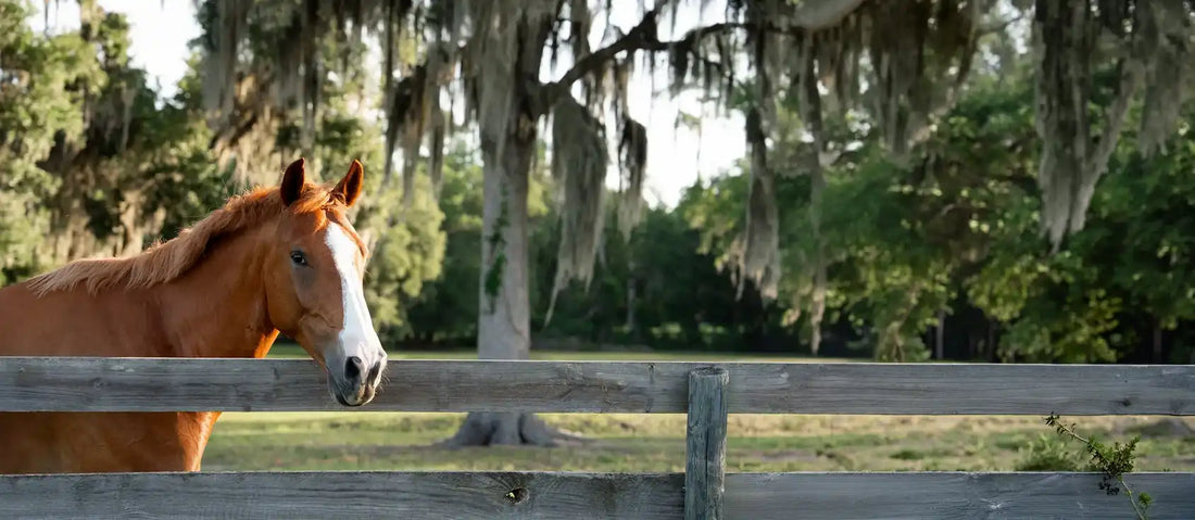 Colic in Horses: Causes, Signs, Treatment and Prevention