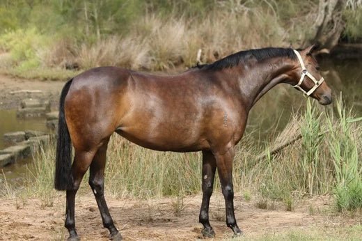 Top 7 Tips For Horse's Weight Loss With Gut Health In Mind - Poseidon Animal Health NZ