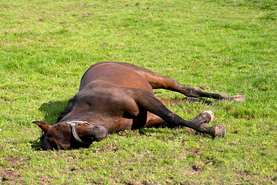 Could Waiting For A Horse to Roll Delay Colic Care?