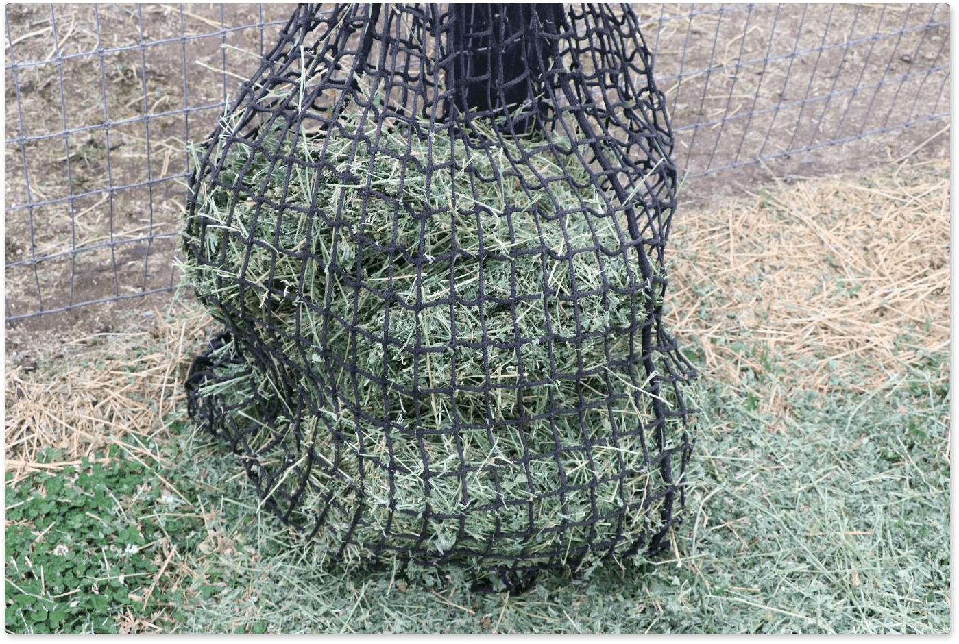 Feeding for Horses Gut Health during Drought or Floods - Poseidon Animal Health NZ