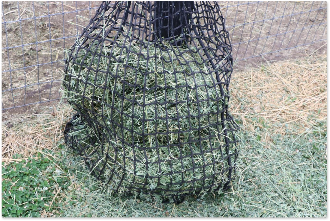 Feeding for Horses Gut Health during Drought or Floods