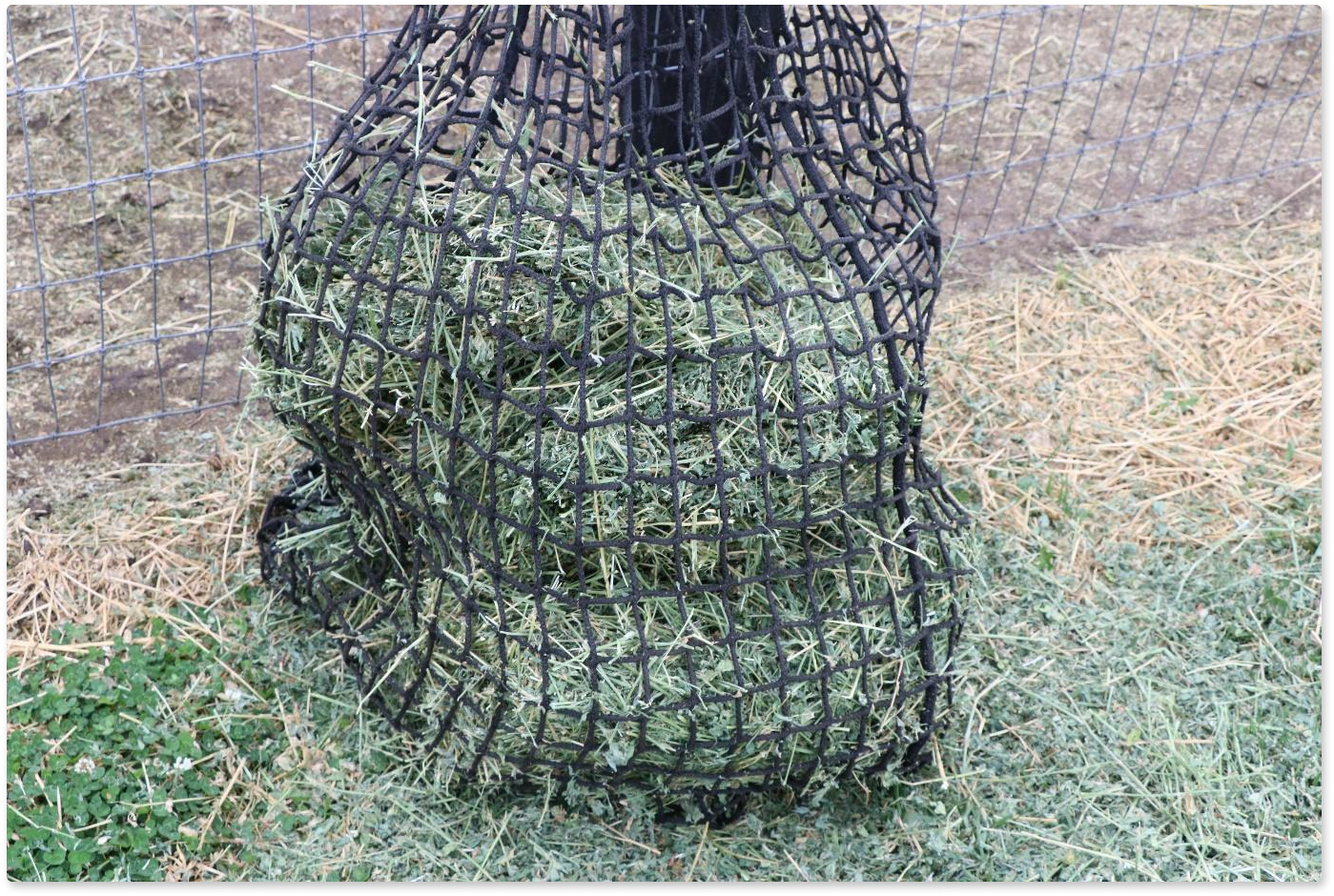 Feeding for Horses Gut Health during Drought or Floods