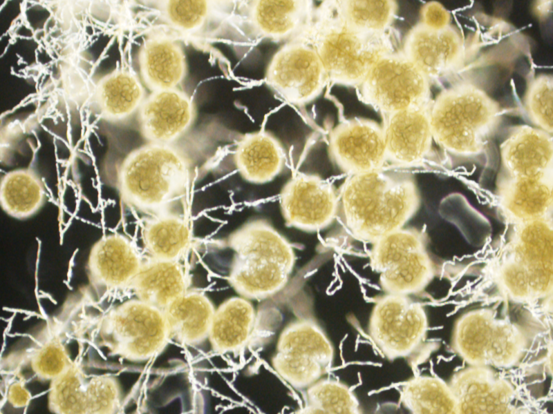 Of Fibre and Fungi: Promoting Gut Diversity For Your Horse, All The Way Down…