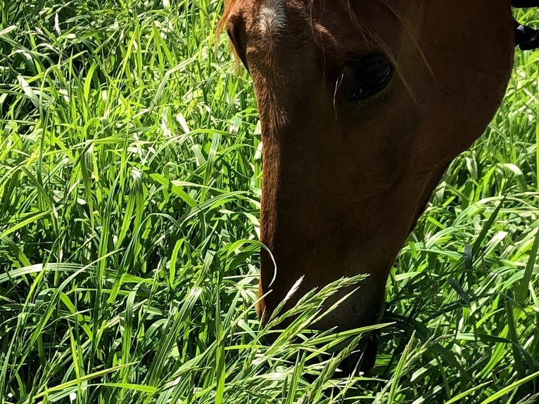 Do Digestive EQ & RP provide enough calcium if my horse is grazing kikuyu?