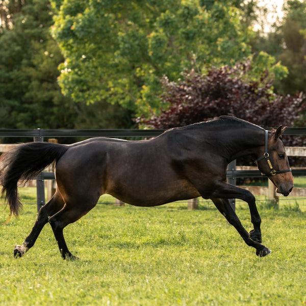 MetaboLize®
